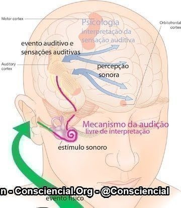 Psicoacustica - sistema audição humana