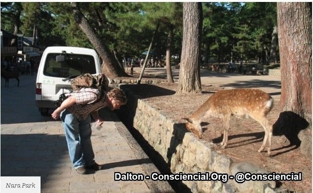 OJIGI - A DELICADA ARTE DE CURVAR-SE NO JAPÃO (4)