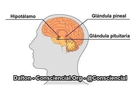 Glândulas pineal pituitária consciencial