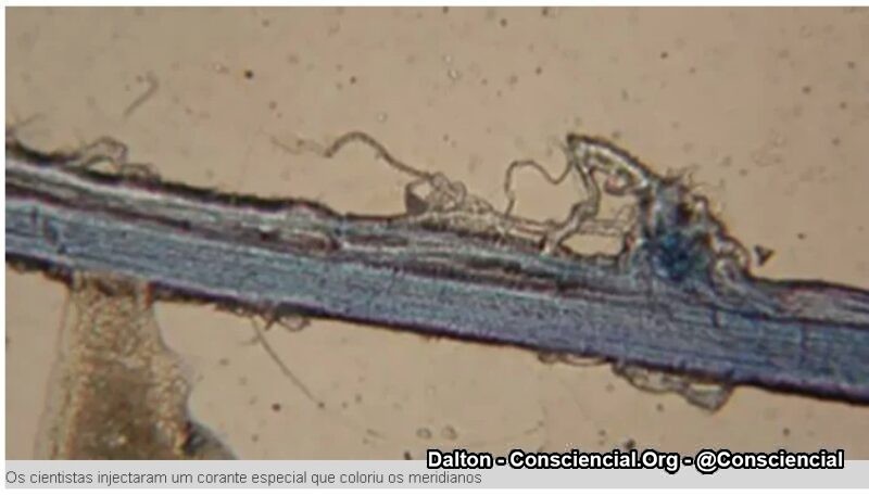 A Ciência finalmente comprova a existência dos Meridianos4