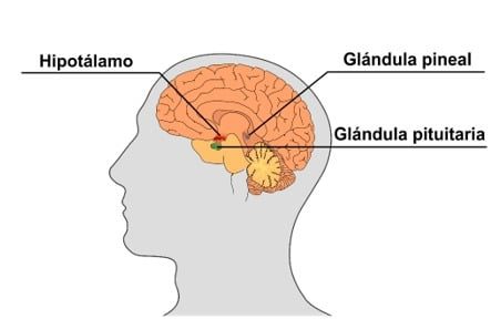 Glândulas pineal pituitária consciencial