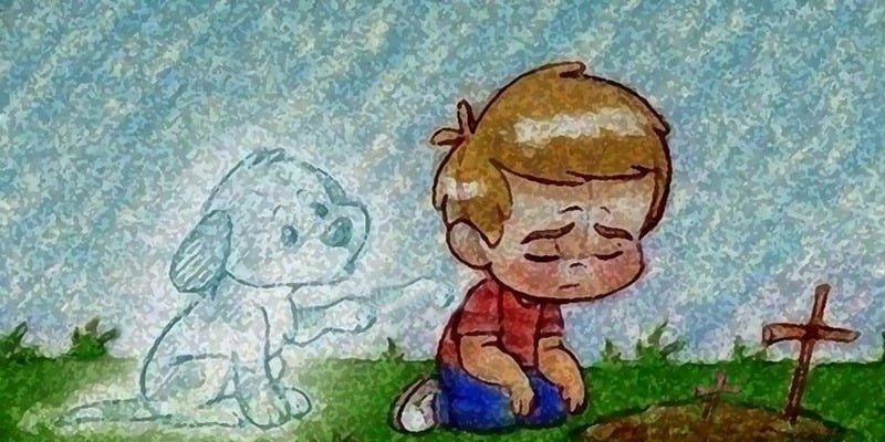 cão, cães, gatos, pet, animal, estimação, amor, amor aos animais, perda, dor, sofrimento, bichinhos, gatinhos, cachorrinhos, gato, pesquisa, carência, solidão, pets,