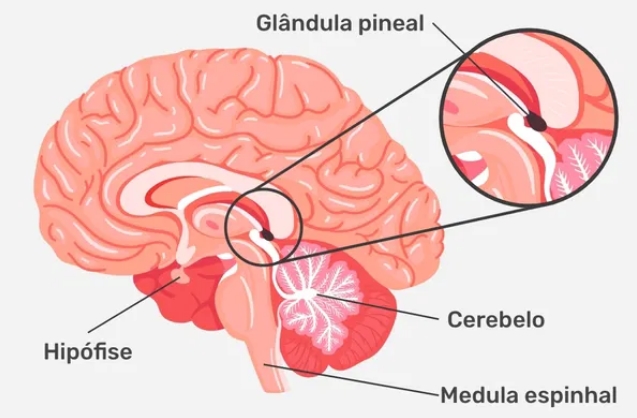 A GLÂNDULA PINEAL E LUZ